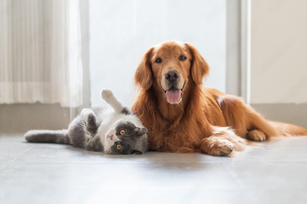 Cani e gatti, insieme: adozione e convivenza che funziona