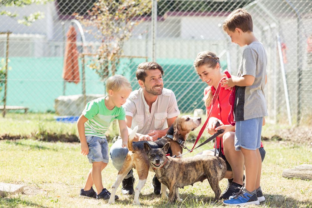 Canili e gattili: come aiutarli con adozioni e volontariato