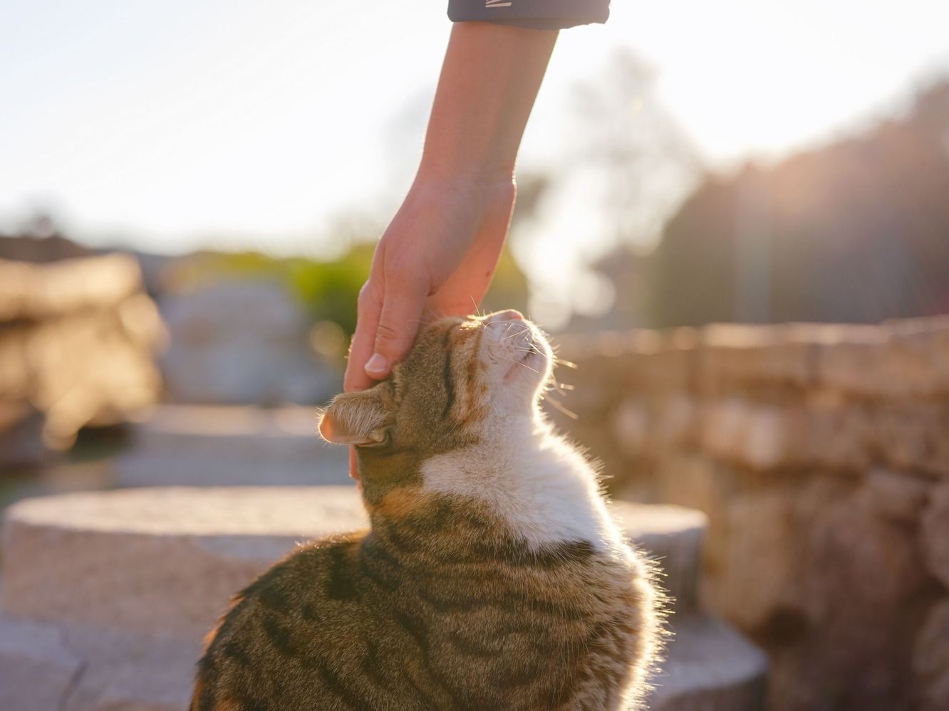 Adottare un gatto randagio: come salvare una vita felina