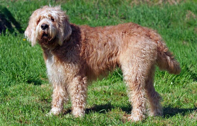 Cane di razza rara Otterhound nell'erba