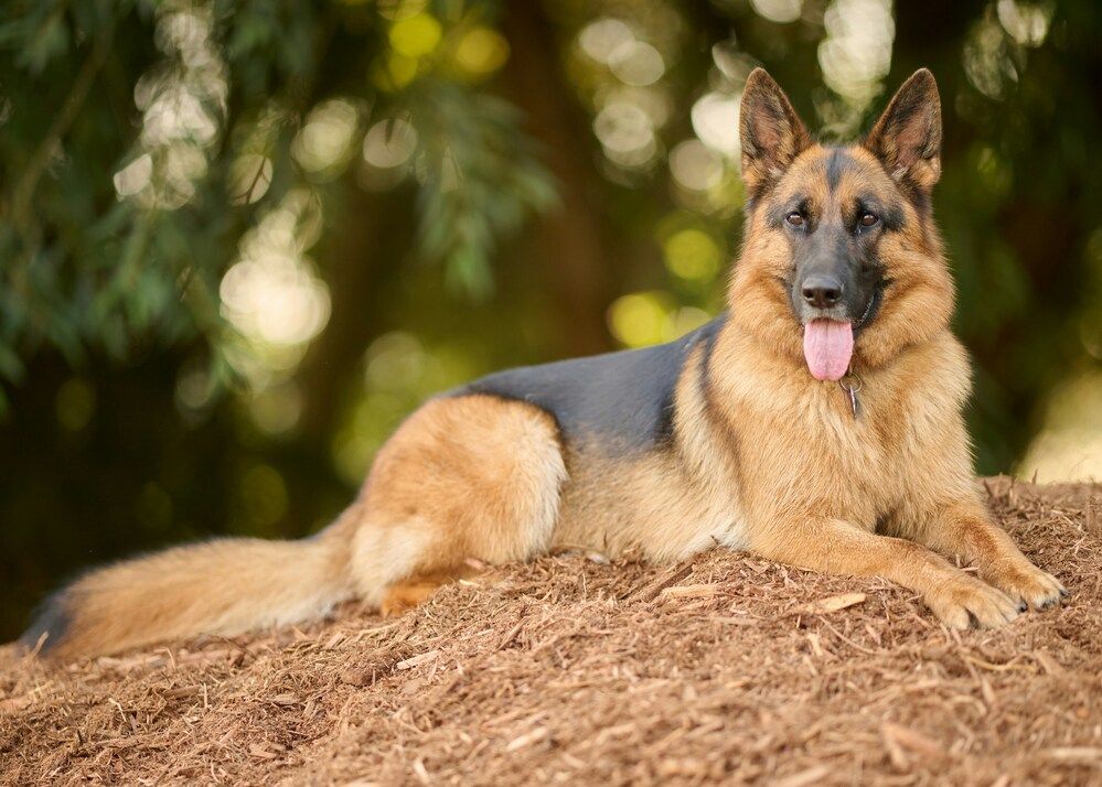 Razze di cani: guida completa alle razze di cani e le loro caratteristiche
