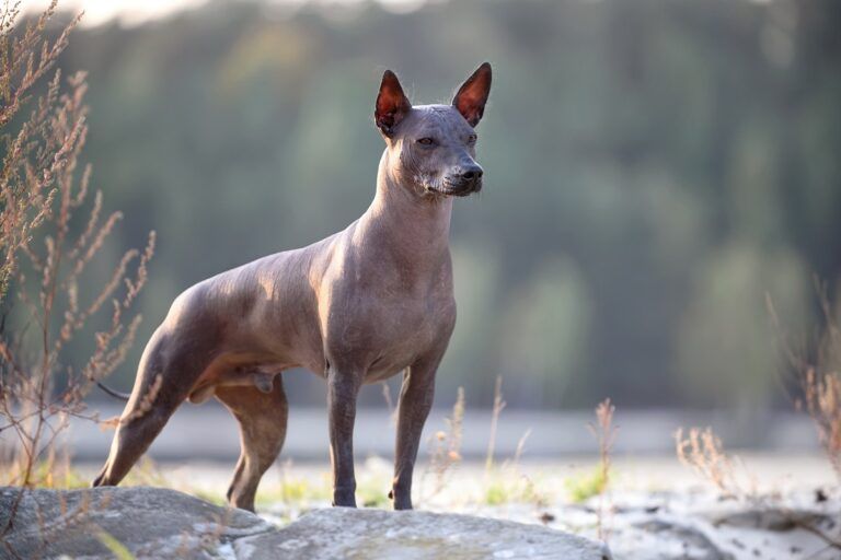  Cane raro Xoloitzcuintle nel bosco