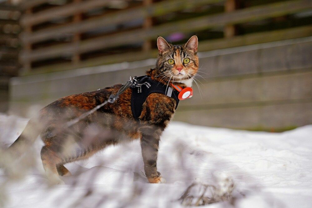 Come abituare il gatto al guinzaglio: strategie efficaci per una passeggiata in sicurezza