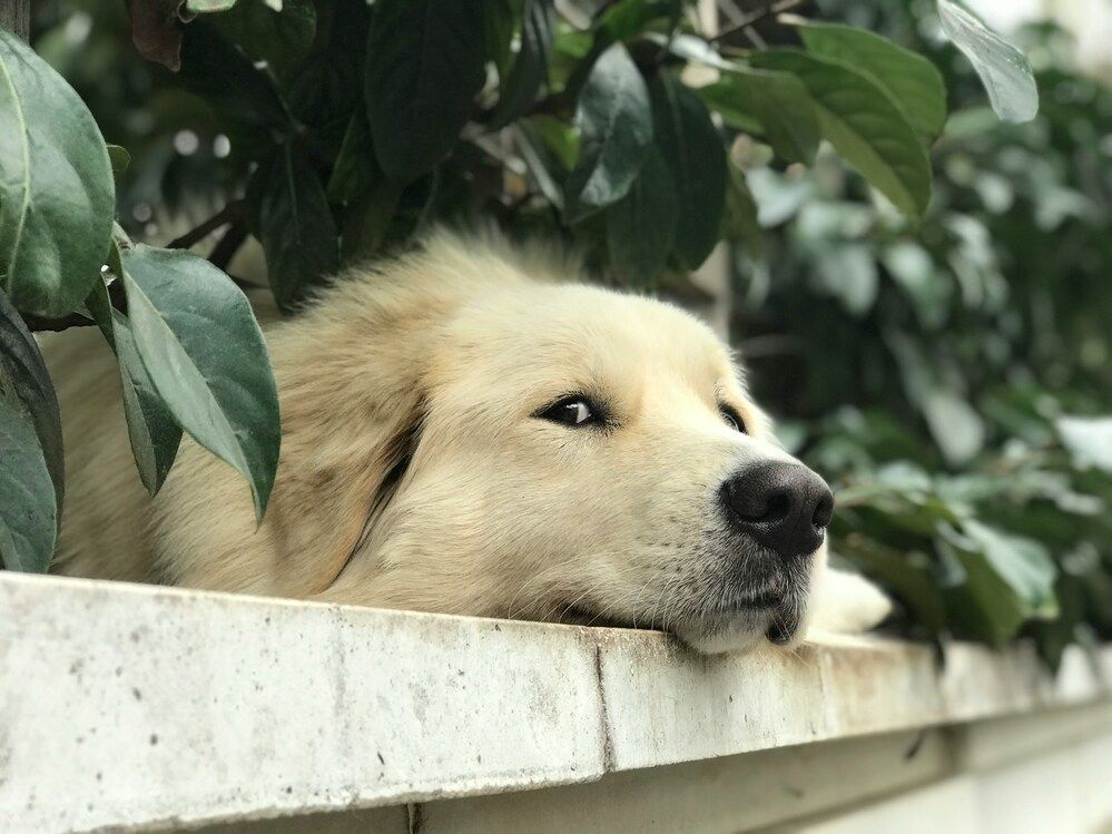 Come capire se il tuo cane ha la febbre