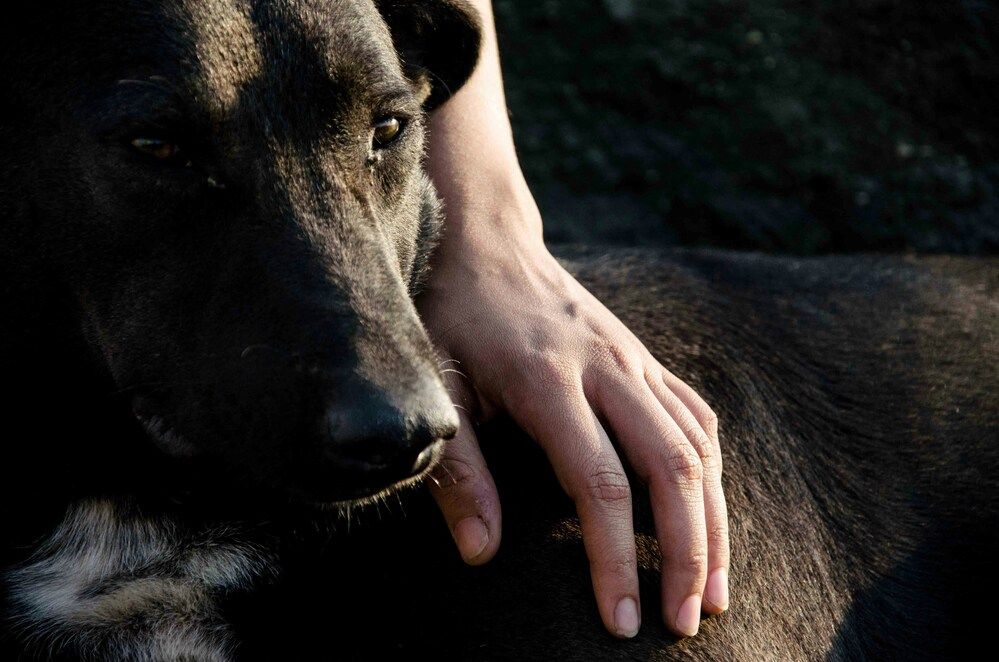 Come scegliere il cane: i nostri suggerimenti