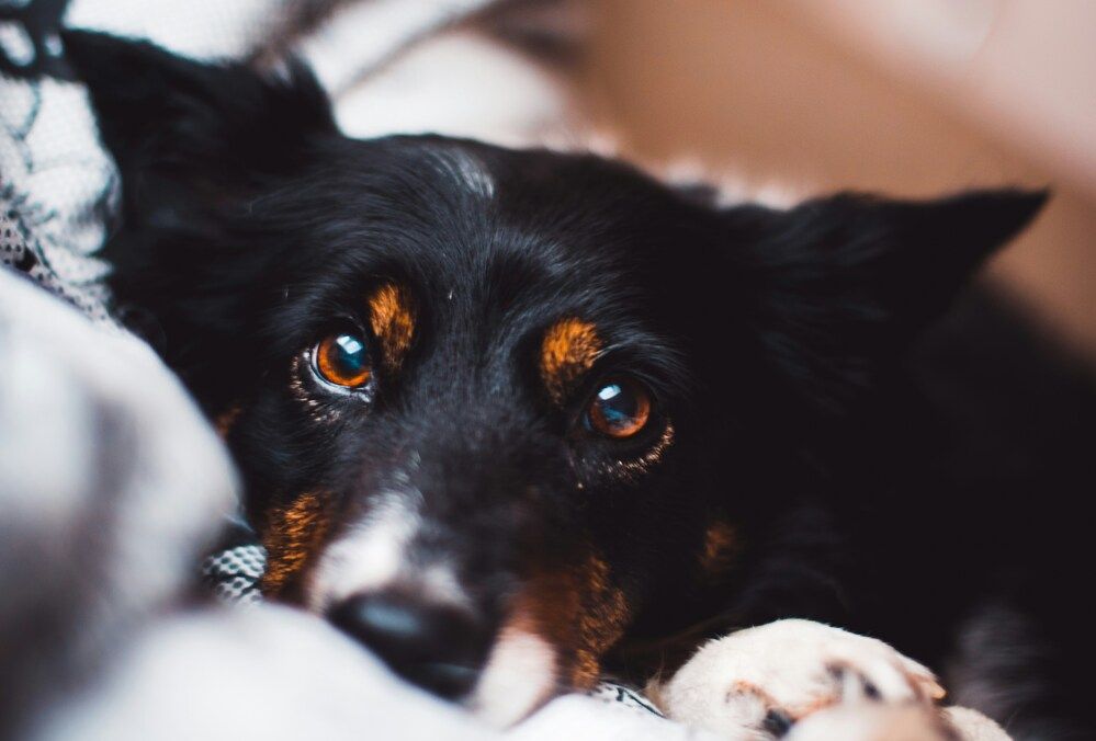 Come vede un cane: tutto sulla vista dei cani