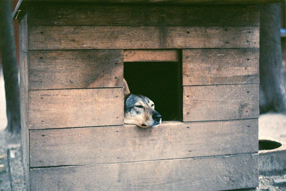 Cuccia cane fai da te: come costruirla in legno o altri materiali