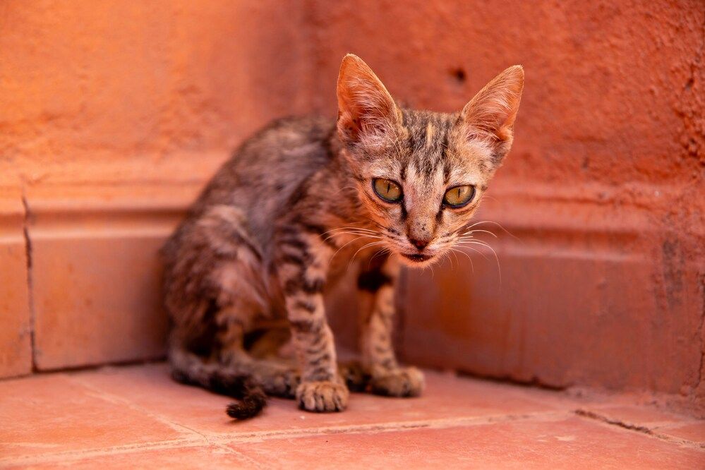 Come aiutare un cucciolo di gatto timido a superare la paura