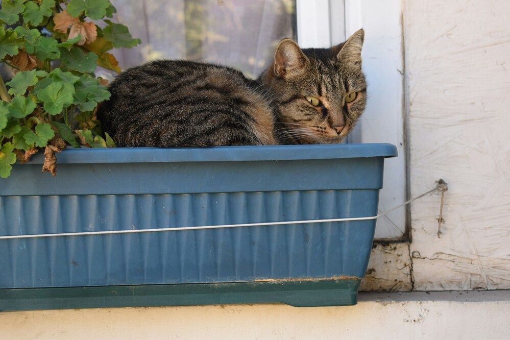 Dove si butta la lettiera del gatto
