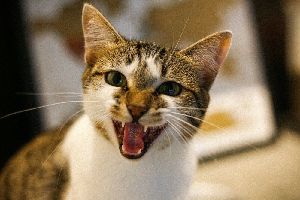 Gatto che miagola di notte: significato e consigli per comprenderlo