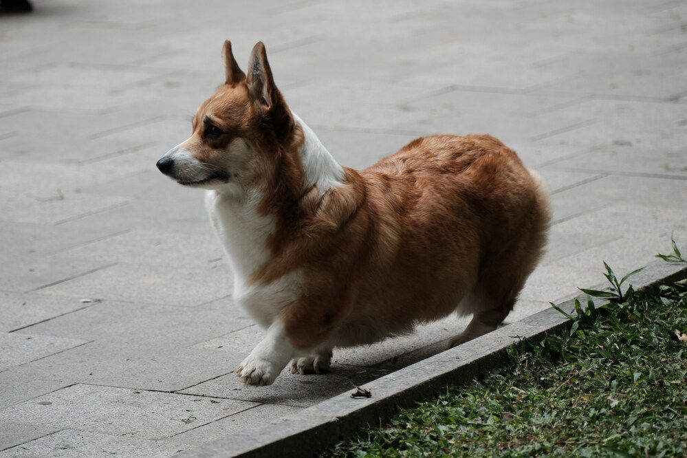 Cani di piccola taglia da adottare