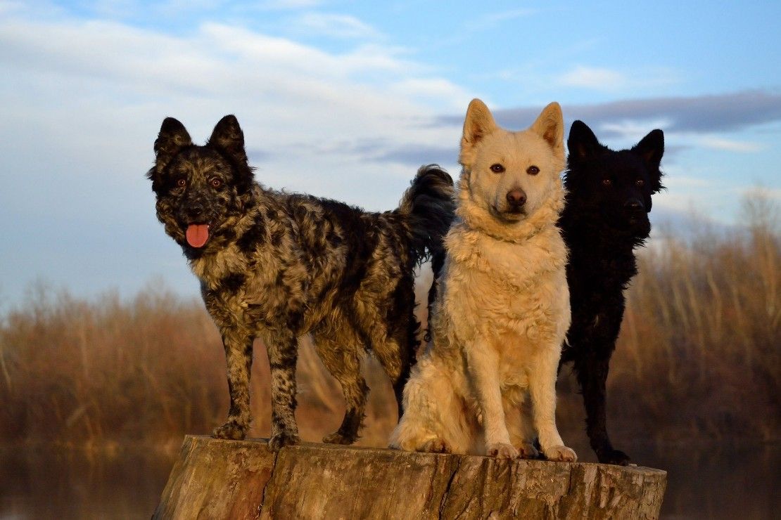 Tre cani rari Mudi nel bosco