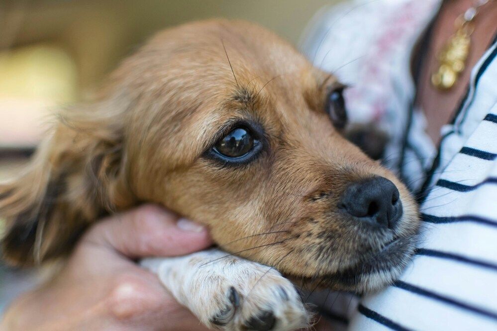 Come aiutare un cane che ha paura