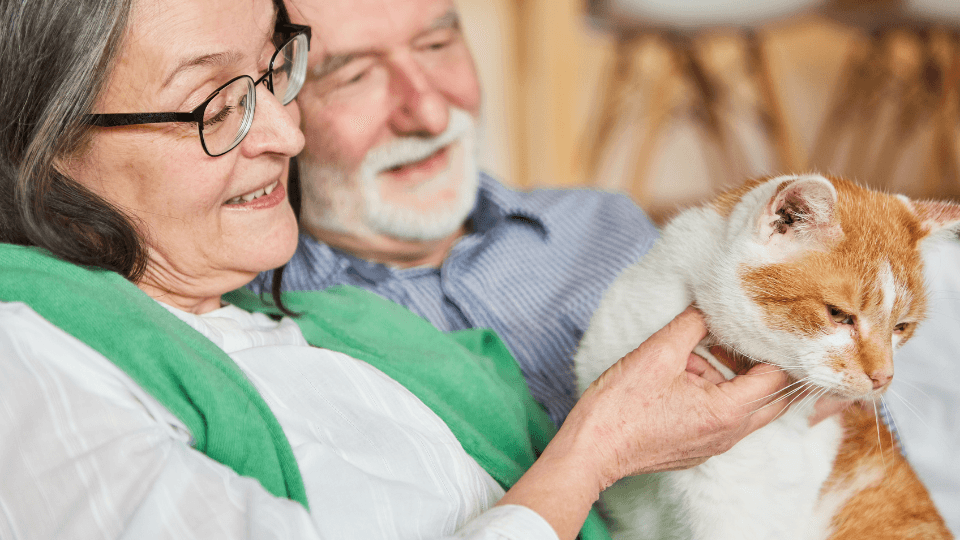 Gatto e vacanze: come prendere la scelta giusta