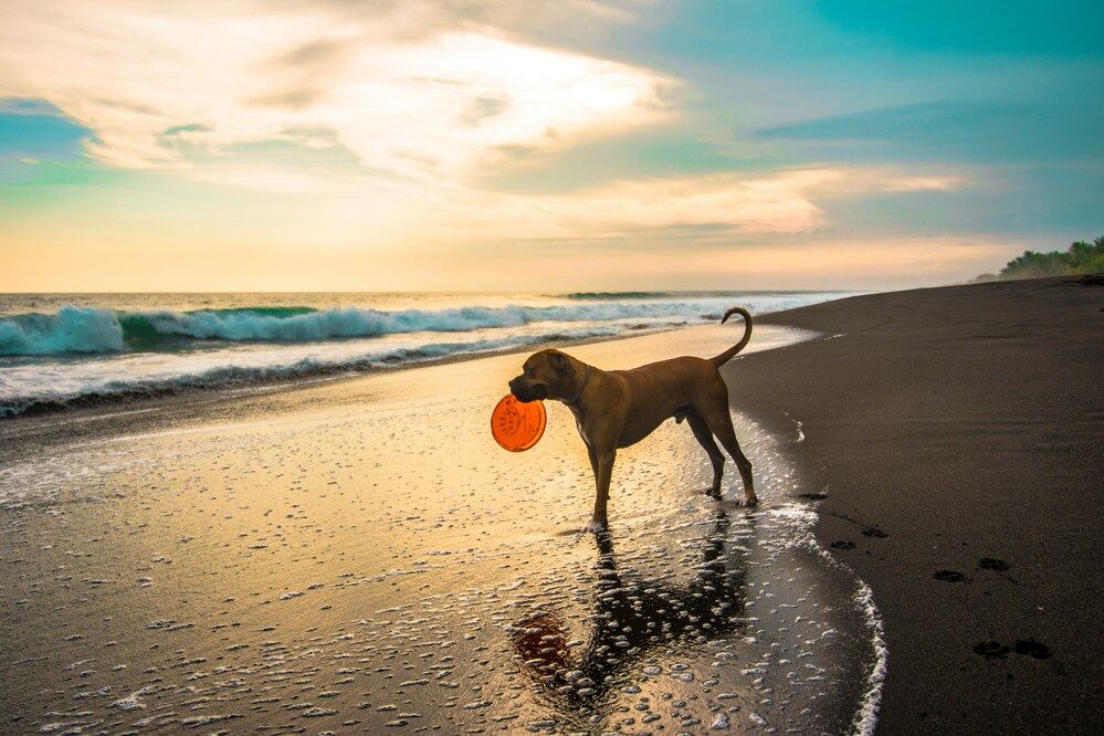 Cane al mare per la prima volta: come comportarsi?