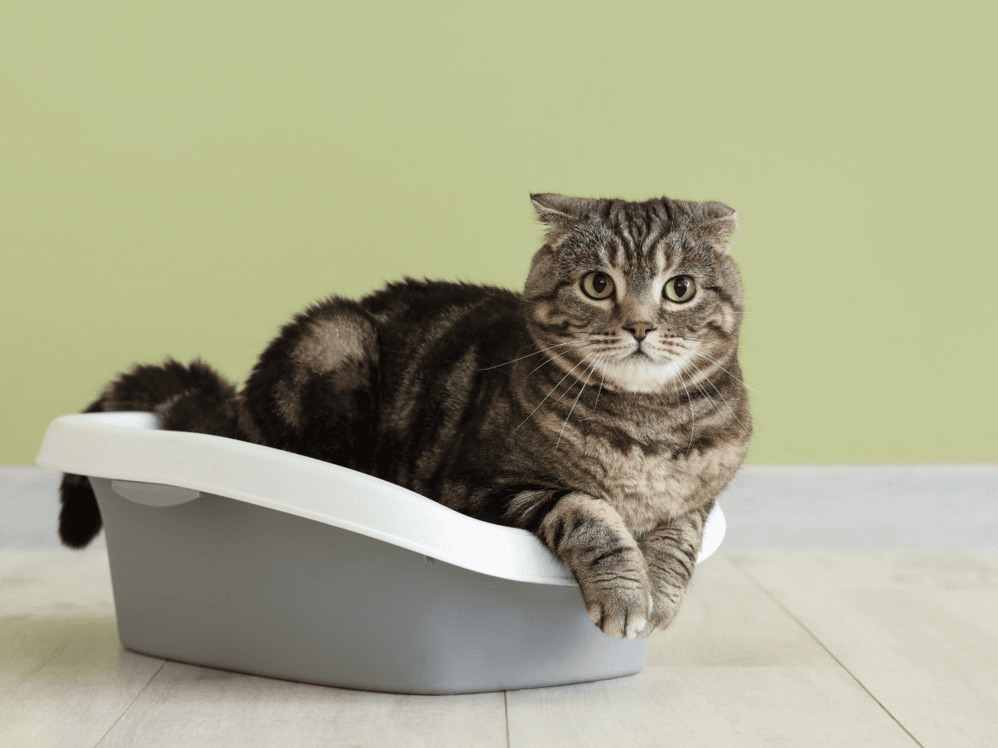 Come abituare il tuo gatto ad usare la lettiera