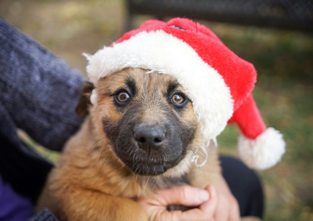 Regalare un cucciolo per Natale: valuta bene questa scelta 