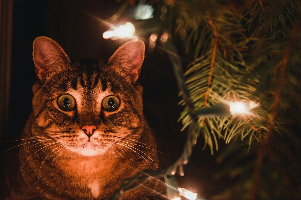 Gatti e albero di Natale: le regole per la convivenza