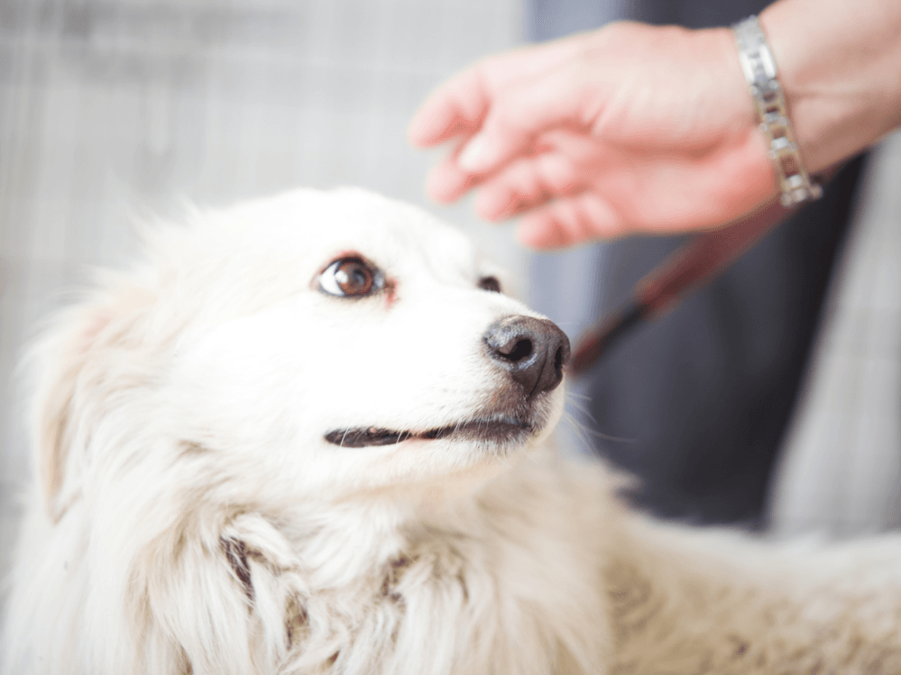 Come calmare un cane impaurito