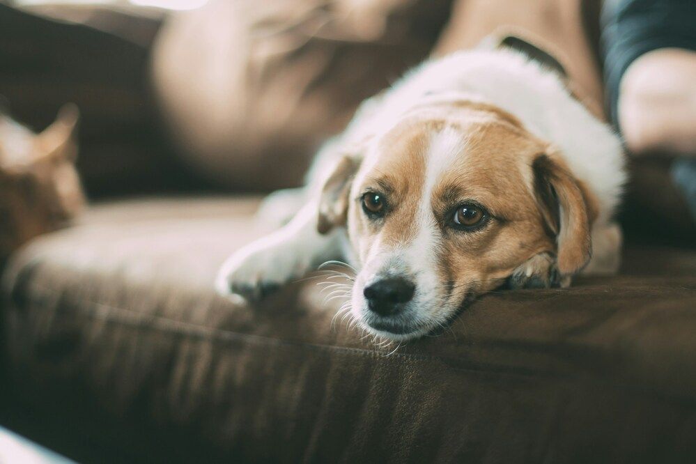 Vita media di un cane