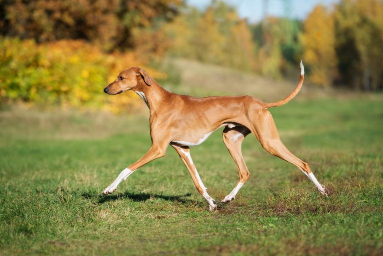 Quali sono le razze di cani più rare al mondo?