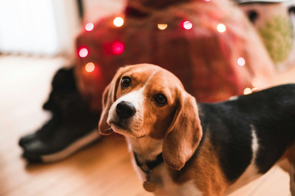 Cane e avanzi delle feste: perché meglio evitarli