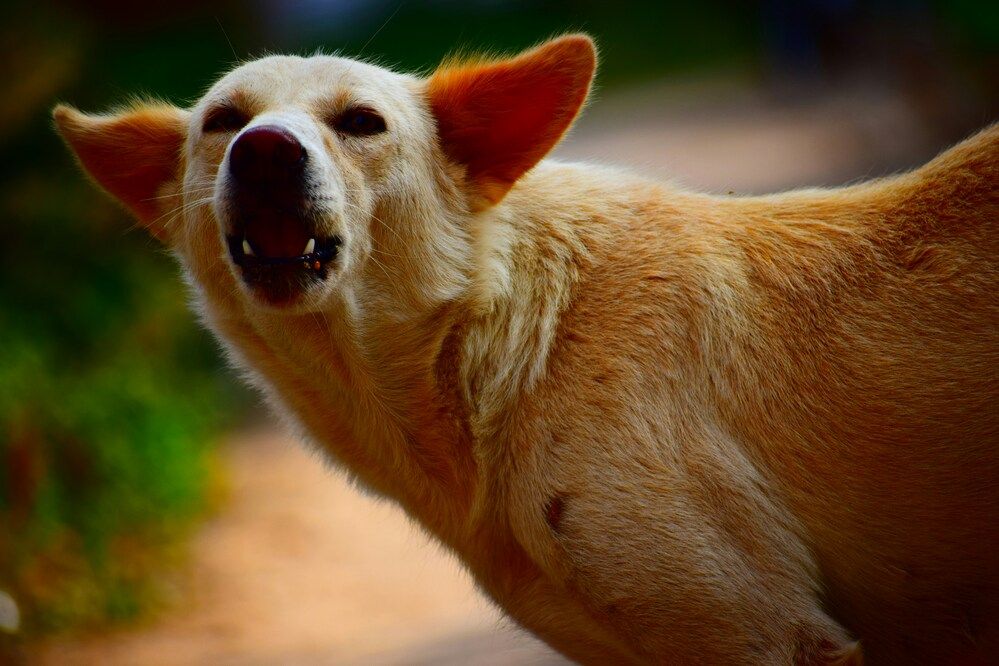 Come gestire un cane aggressivo in casa