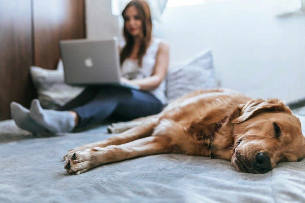 Lavorare da casa con cane o gatto: smart working e animali domestici