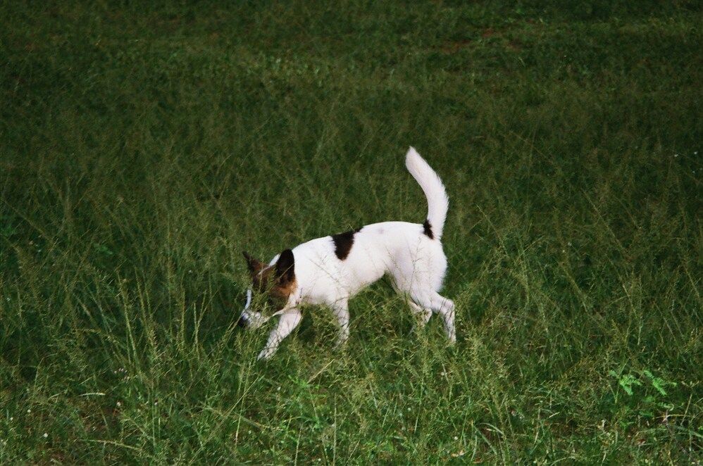 Cani di piccola taglia: razze più diffuse, caratteristiche e perché adottarli